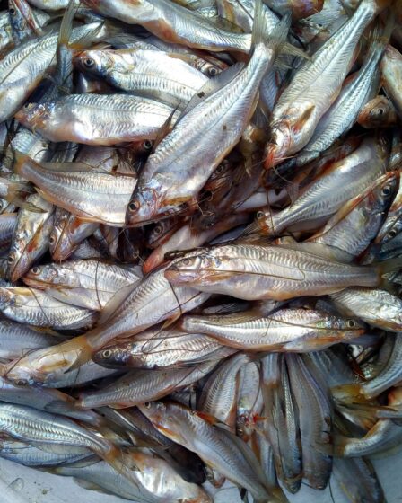 Śledź w ciąży -czy można jeść?